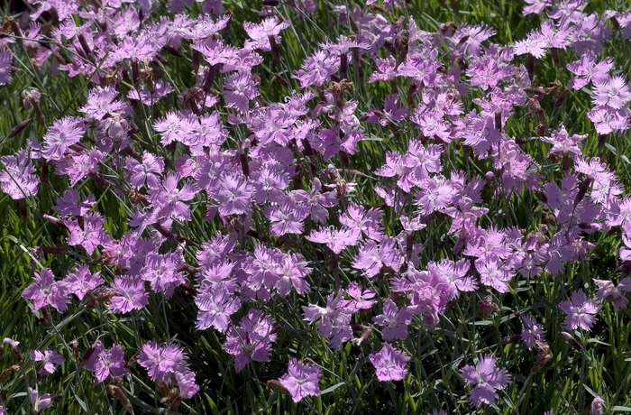 Pinks - Dianthus 'Baths Pink' from Wilson Farm, Inc.