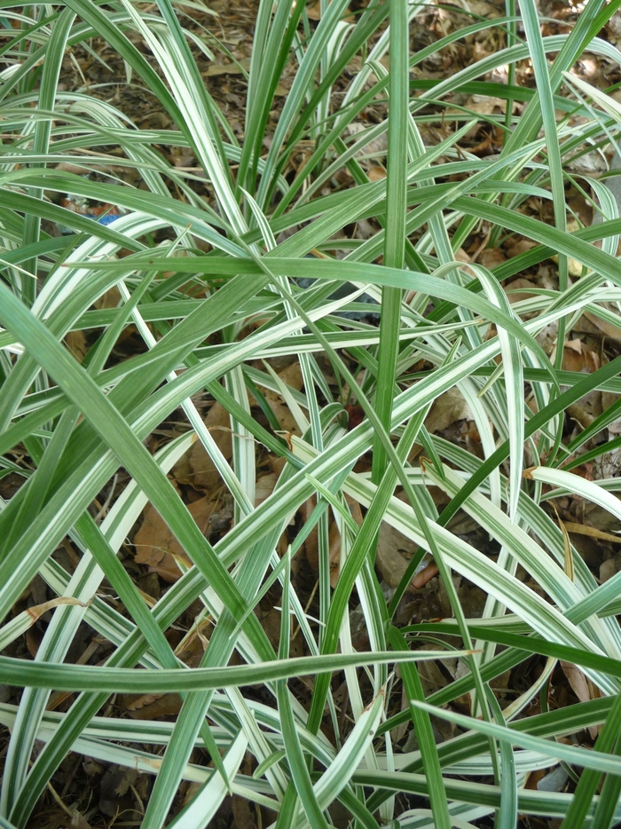 Aztec Grass - Ophiopogon jaburan 'Vittatus' from Wilson Farm, Inc.