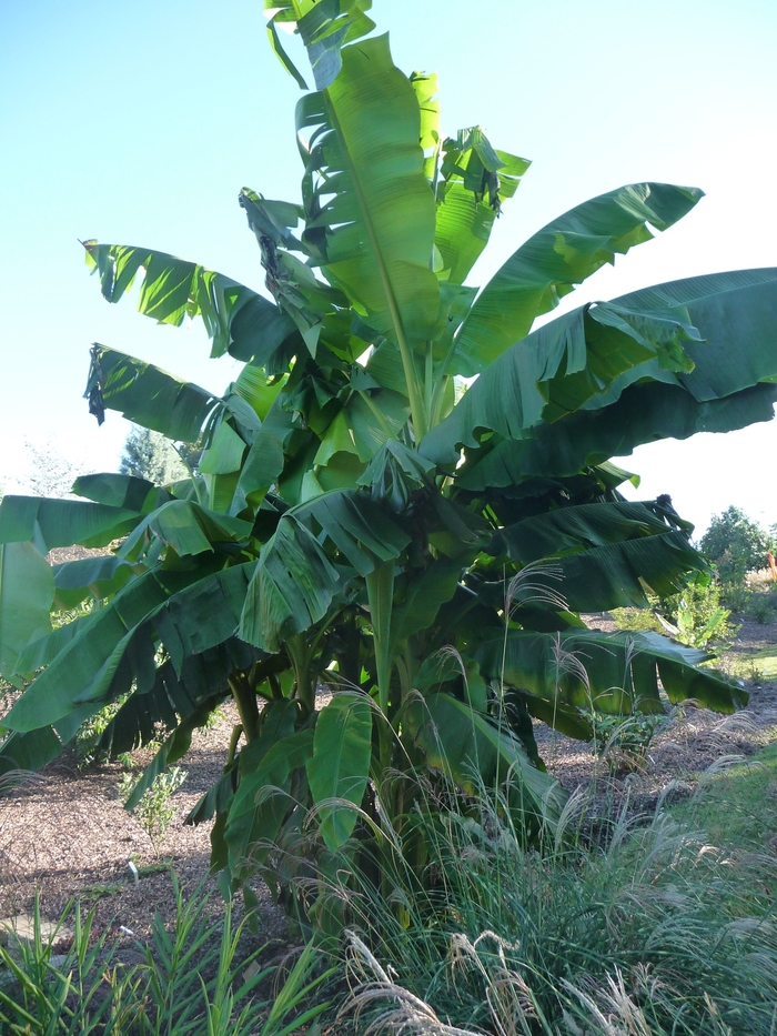 Banana - Musa basjoo from Wilson Farm, Inc.