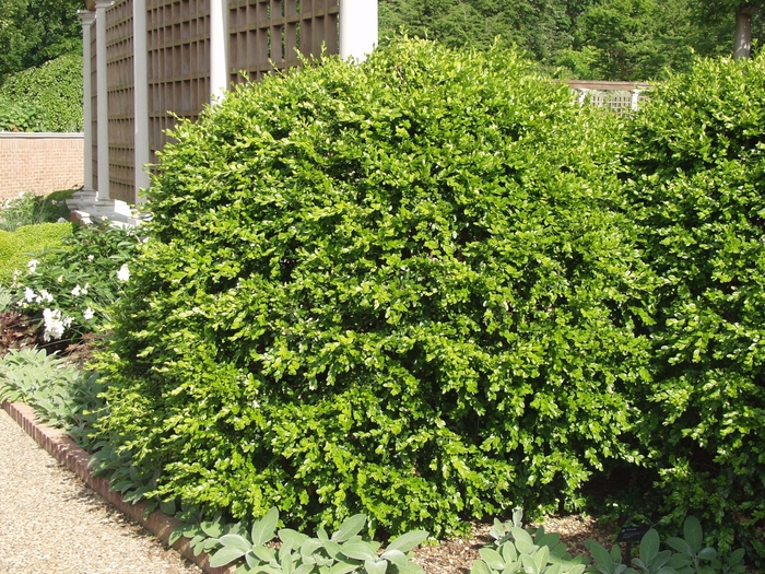 Japanese boxwood - Buxus microphylla var. japonica from Wilson Farm, Inc.