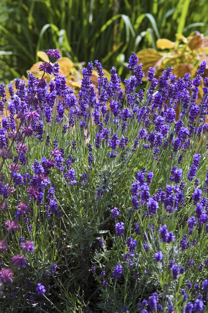 English Lavender - Lavandula angustifolia 'Hidcote Blue' from Wilson Farm, Inc.