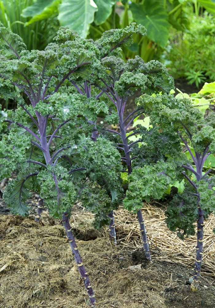 Flowering Kale - Kale from Wilson Farm, Inc.
