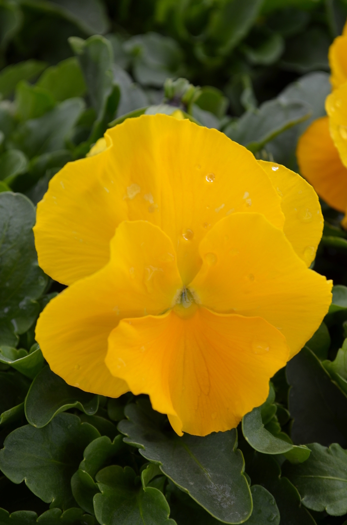 Pansy - Viola x wittrockiana 'Matrix® Yellow' from Wilson Farm, Inc.