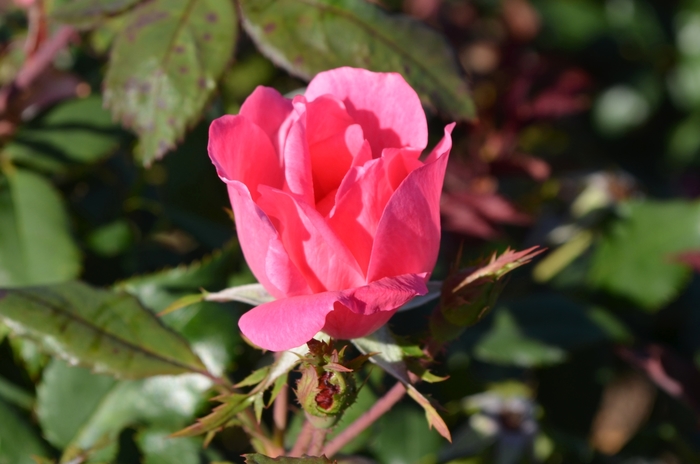 Pink Knock Out® - Rosa 'Radcon' from Wilson Farm, Inc.