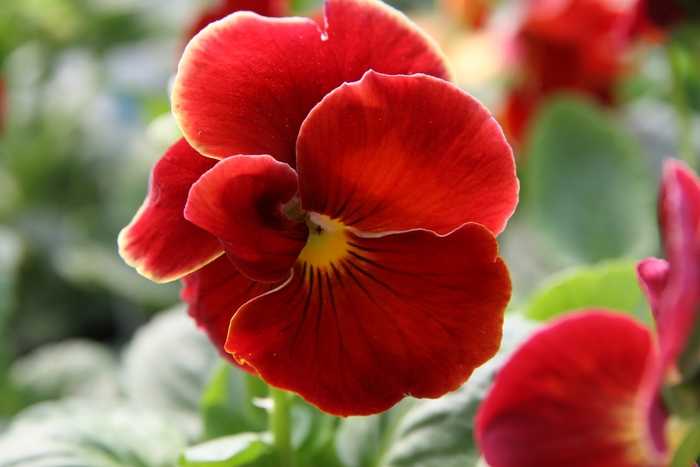 Pansy - Viola x wittrockiana 'Delta® Pure Red' from Wilson Farm, Inc.
