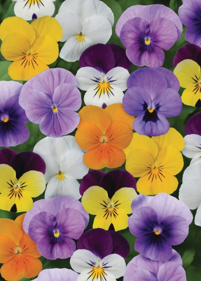 Viola - Viola cornuta 'Sorbet® XP 'Select Mix' from Wilson Farm, Inc.