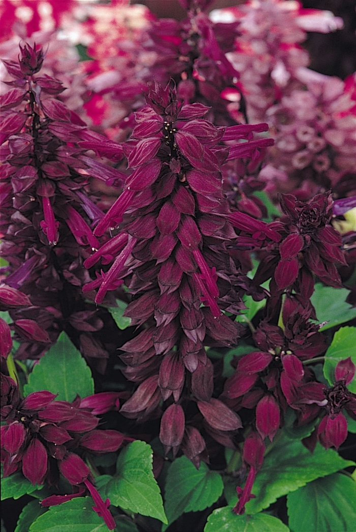Salvia - Salvia splendens 'Vista Purple' from Wilson Farm, Inc.