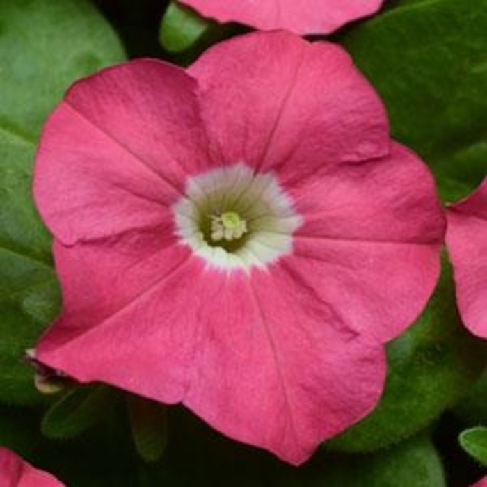 Petunia - Petunia hybrida 'Carpet Rose' from Wilson Farm, Inc.