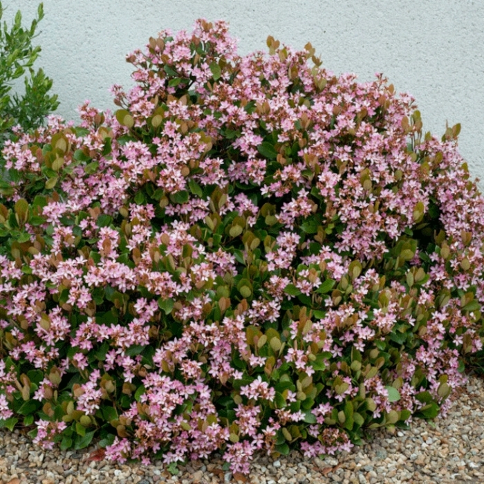 Indian Hawthorn - Rhaphiolepis indica 'Pink' from Wilson Farm, Inc.