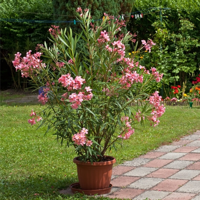 Pink Oleander - 'Nerium Oleander' from Wilson Farm, Inc.