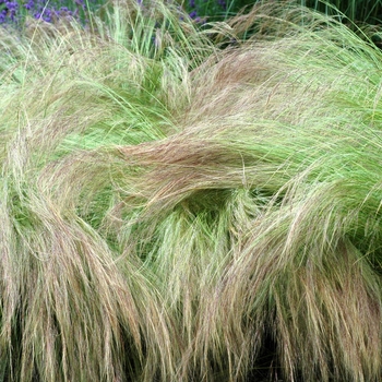 Stipa tenuissima - Feather Grass
