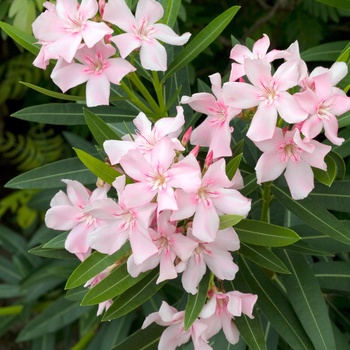 Nerium oleander - Pink Oleander