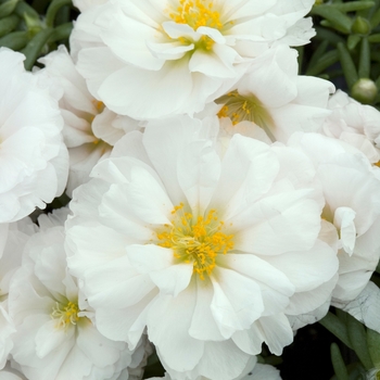 Portulaca grandiflora 'Sundial White' - Moss Rose