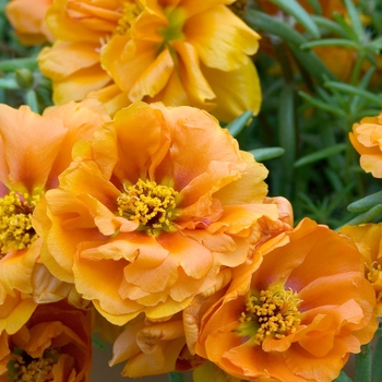 Portulaca grandiflora 'Sundial Tangerine' - Moss Rose