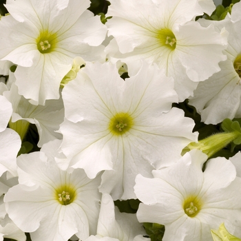 Petunia hybrida 'Dreams White' - Petunia