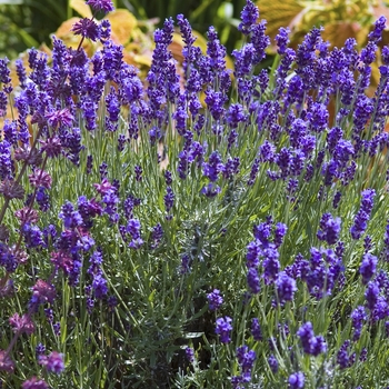 Lavandula angustifolia 'Hidcote Blue' - English Lavender