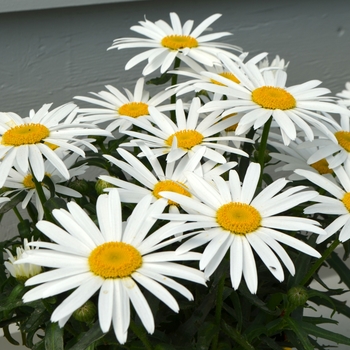 Leucanthemum superbum 'Lucille White' - Shasta Daisy