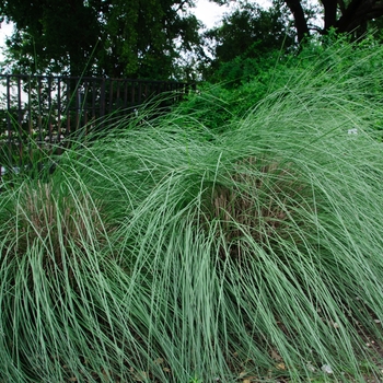 Muhlenbergia lindheimeri - Lindheimer's Muhly Grass