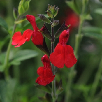 Salvia greggii 'Radio Red' - Autumn Sage