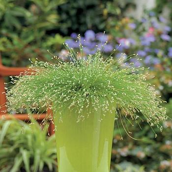 Scirpus cernus 'Fiber Optic Grass' - Graceful Grasses™
