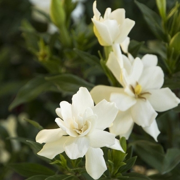 Gardenia jasminoides 'Frost Proof' - Frost Proof Gardenia