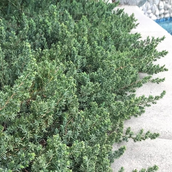Juniperus conferta `Blue Pacific` - Blue Pacific Juniper