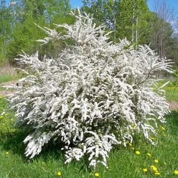 Spiraea prunifolia - Bridal Wreath Spirea