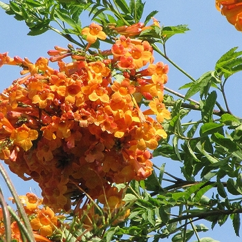 Tecoma - Orange Esperanza