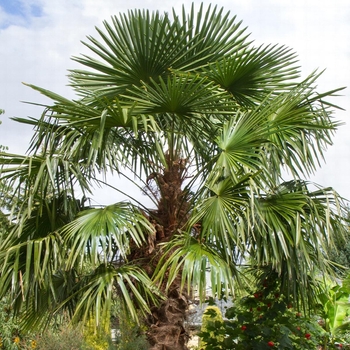Trachycarpus Fortunei - Windmill Palm Tree