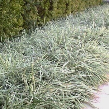 Liriope muscari - Aztec Grass