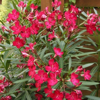 'Nerium Oleander' - Red Oleander