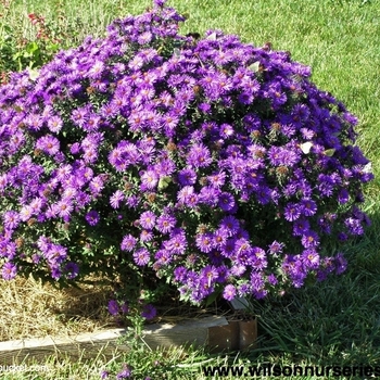 New England Aster - Aster Purple Dome