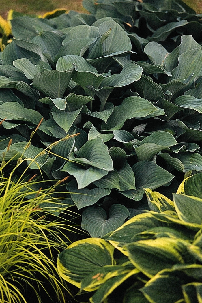 Plantain Lily - Hosta 'Krossa Regal' from Wilson Farm, Inc.
