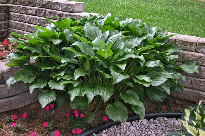 Plantain Lily - Hosta 'Royal Standard' from Wilson Farm, Inc.