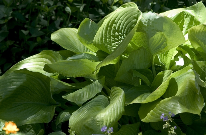 Plantain Lily - Hosta 'Sum and Substance' from Wilson Farm, Inc.