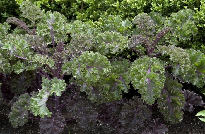 Ornamental Cabbage - Brassica oleracea 'Redbor' from Wilson Farm, Inc.