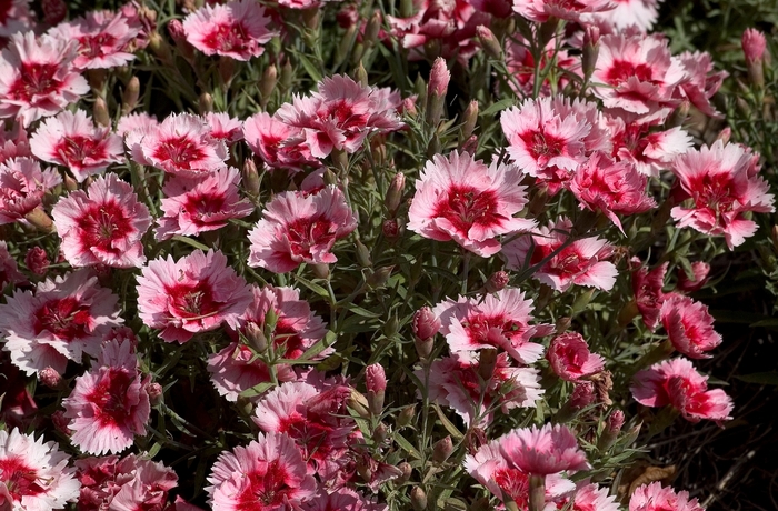 Pinks - Dianthus chinensis 'Super Parfait Strawberry' from Wilson Farm, Inc.