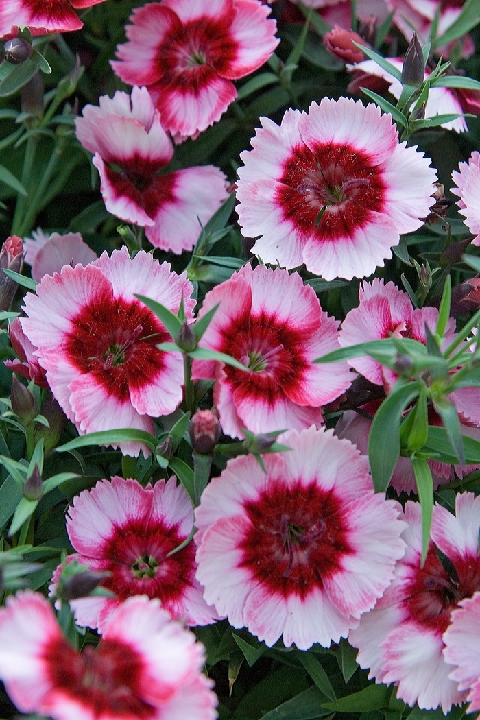 Pinks - Dianthus chinensis 'Super Parfait Raspberry' from Wilson Farm, Inc.