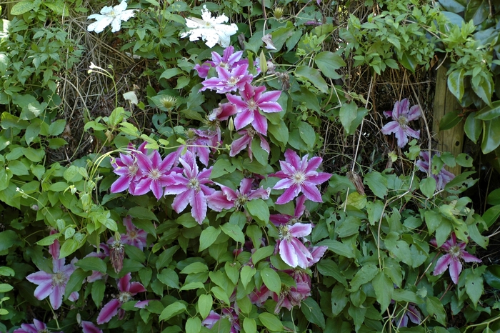 Clematis - Clematis 'Doctor Ruppel' from Wilson Farm, Inc.