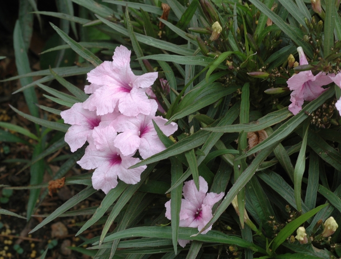 Texas Petunia - Ruellia brittoniana 'Katie's Pink' from Wilson Farm, Inc.