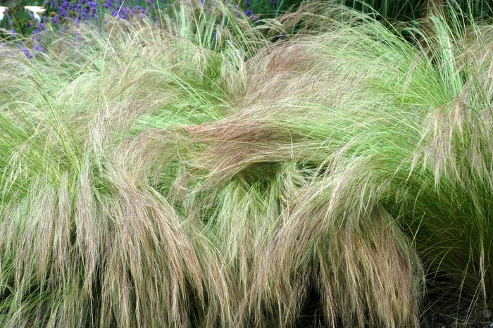 Feather Grass - Stipa tenuissima from Wilson Farm, Inc.