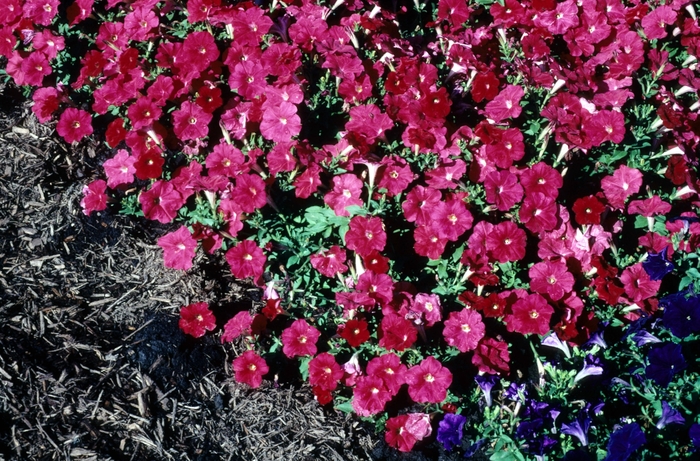 Petunia - Petunia hybrida 'Carpet Bright Red' from Wilson Farm, Inc.