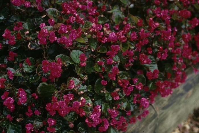 Doublet® Red Begonia - Begonia semperflorens 'Doublet® Red' from Wilson Farm, Inc.