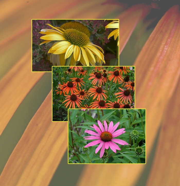 Echinacea - Coneflower - Multiple Varieties from Wilson Farm, Inc.