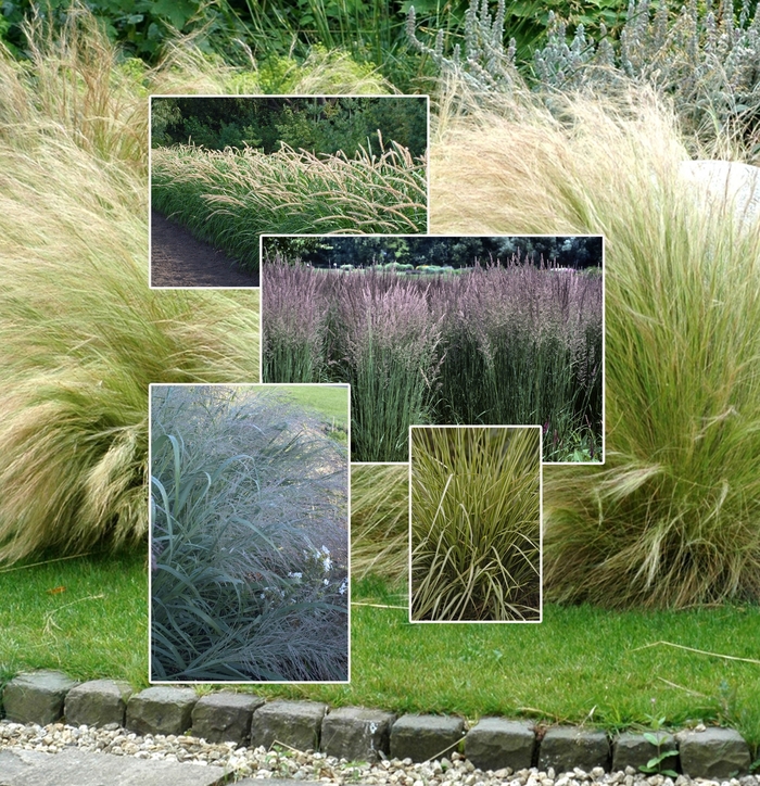 Ornamental Grasses - Multiple Varieties from Wilson Farm, Inc.