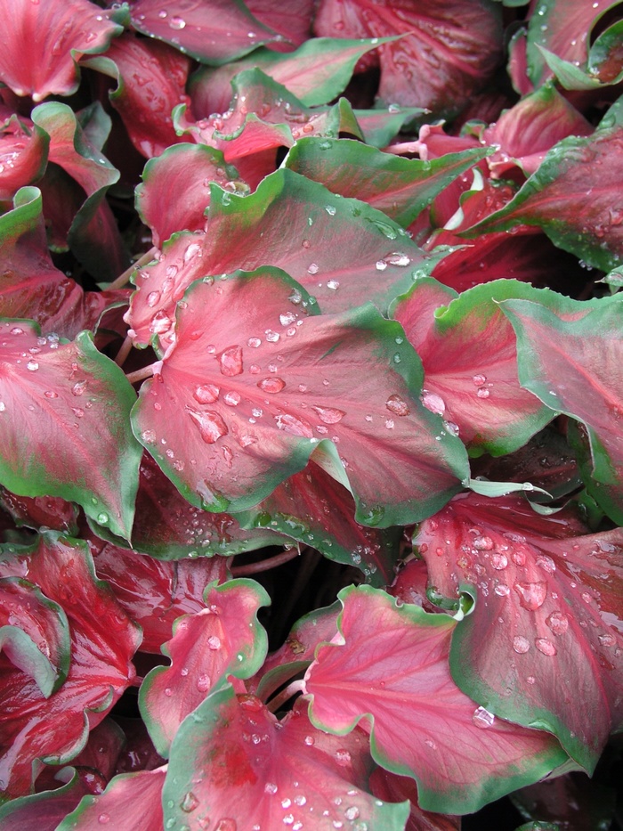 Caladium - Caladium bicolor 'Red Frill' from Wilson Farm, Inc.