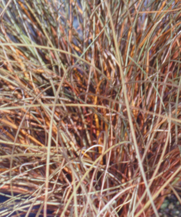 Grasses Toffee Twist - Carex flagellifera from Wilson Farm, Inc.