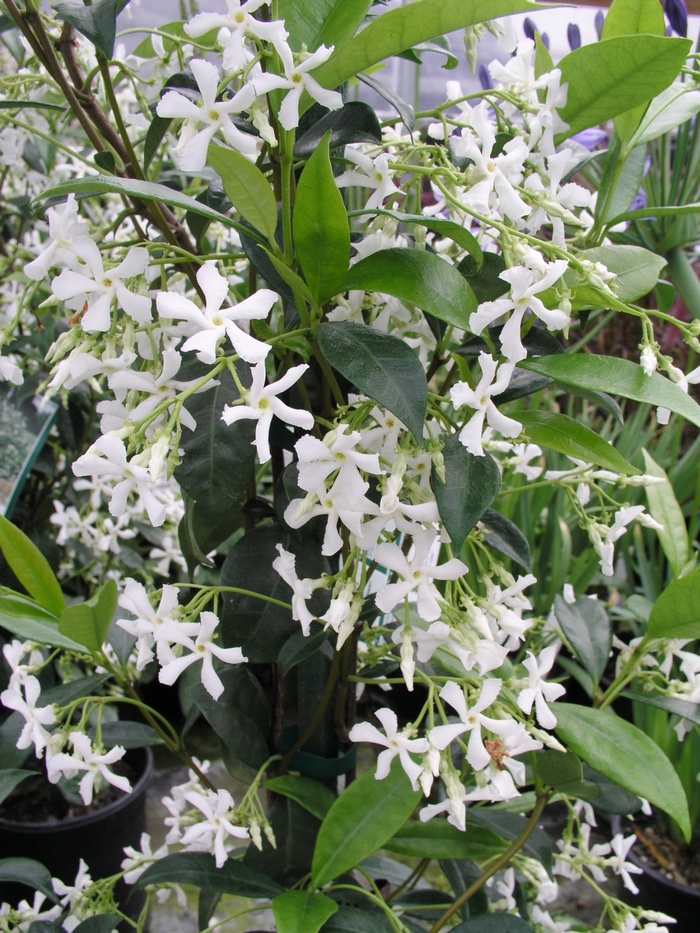 Confederate Jasmine - Trachelospermum jasminoides from Wilson Farm, Inc.