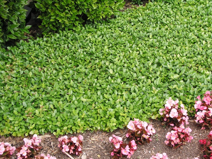 Asian Jasmine - Trachelospermum asiatcium from Wilson Farm, Inc. Asian Jasmine - Trachelospermum asiatcium from Wilson Farm, Inc.