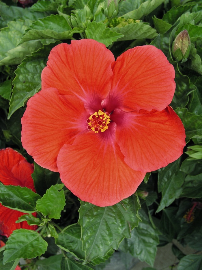 Red Tropical Hibiscus - Hibiscus rosa-sinensis from Wilson Farm, Inc.